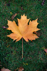 beautiful autumn golden maple leaves on background