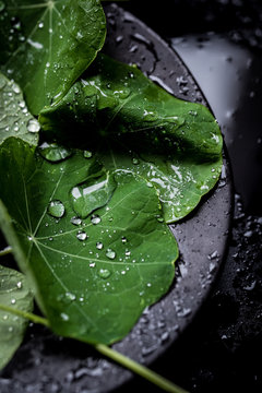 Nasturtium leaves