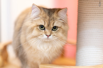 Cute British Longhair cat