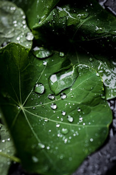Nasturtium leaves