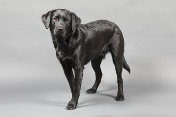 Labrador im Studio vor einer grauen Wand