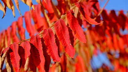  Leaves of a bush in the fall. Bright autumn background for design. Colors of autumn