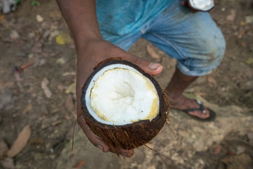 raw coconut held with male hand