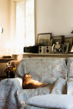 Red cat dozing and bathing in warm sunset light illuminating a living room
