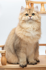 Cute British Longhair cat