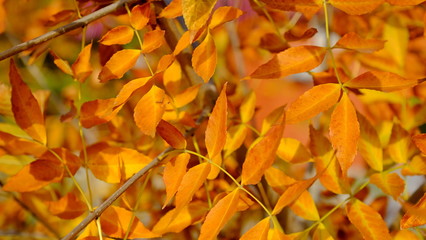  Leaves of a bush in the fall. Bright autumn background for design. Colors of autumn
