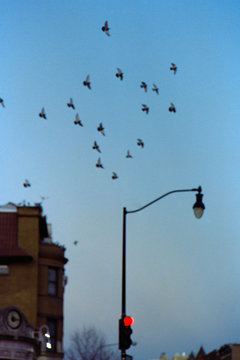 City Birds