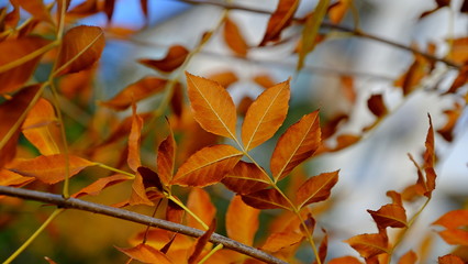  Leaves of a bush in the fall. Bright autumn background for design. Colors of autumn