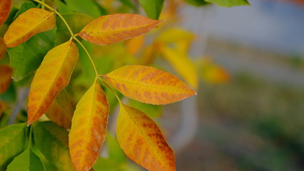  Leaves of a bush in the fall. Bright autumn background for design. Colors of autumn