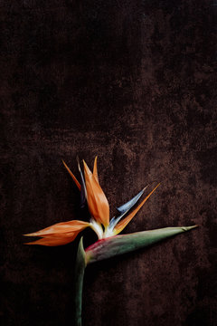 Bird of paradise plant