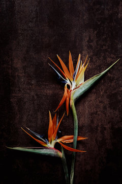 Bird of paradise plant