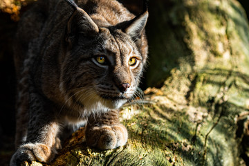 Naklejka premium Lynx ready to attack
