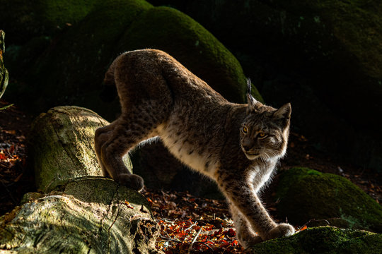 Luchsfell Bilder Durchsuchen 172 Archivfotos, und