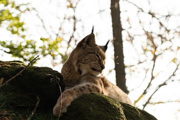 Lynx in grass looking down