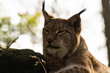 lynx portrait looking forward