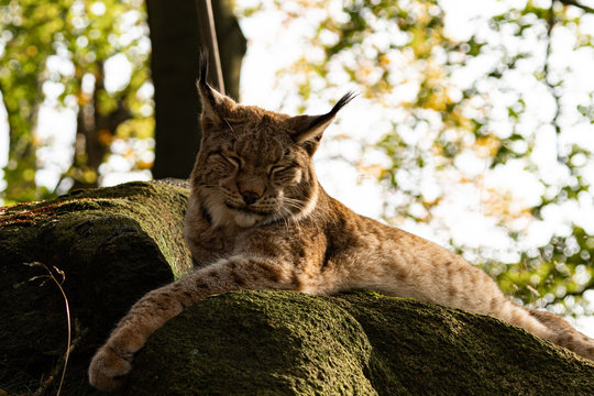 portrait of a lynx looking cute and sleepy