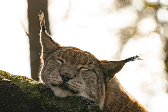 Close up of a wild lynx sleeping peacefully on a mossy rock