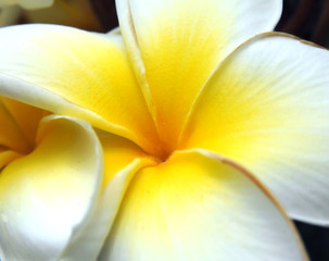 Big Island Plumeria Closeup