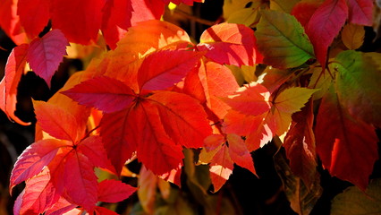  Leaves of a bush in the fall. Bright autumn background for design. Colors of autumn