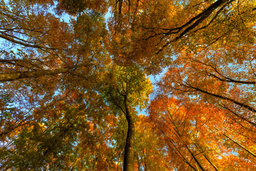 Alberi in autunno nella forseta del Cansiglio