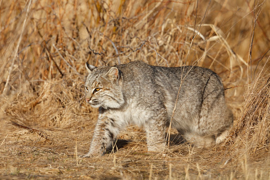 Bobcat
