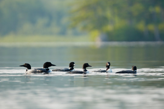 Group of Loons