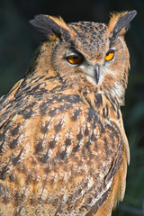 Eagle-owl