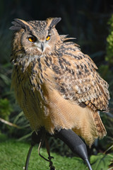 Eagle-owl
