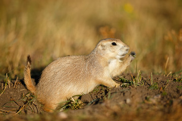 Prairie Dog