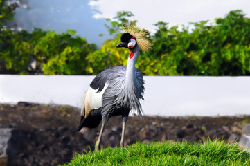 Crowned Crane on Big Island