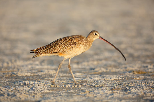 Long-billed Curlew