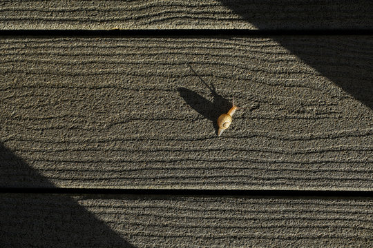 Snail in the sun
