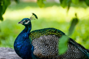 Obraz premium peacock on green background