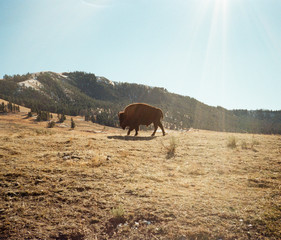 Buffalo on american planes