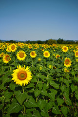 Fototapeta premium Sunflowers field in the morning