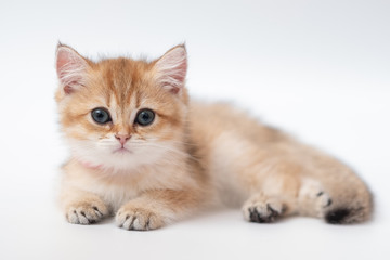 Cute British Longhair cat