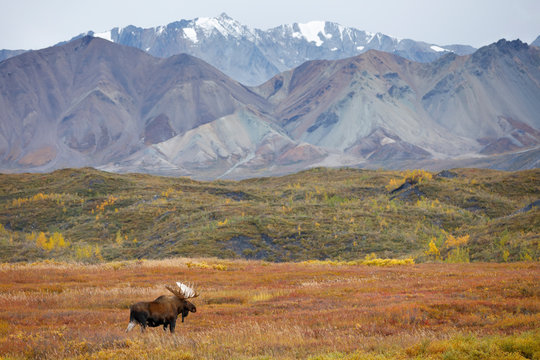 Bull Moose