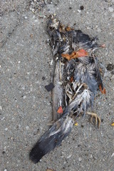 Dead Bird