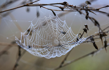spider web with water drops