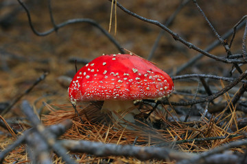 wild agaric fly musrom
