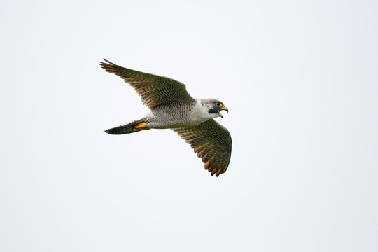 Peregrine Falcon