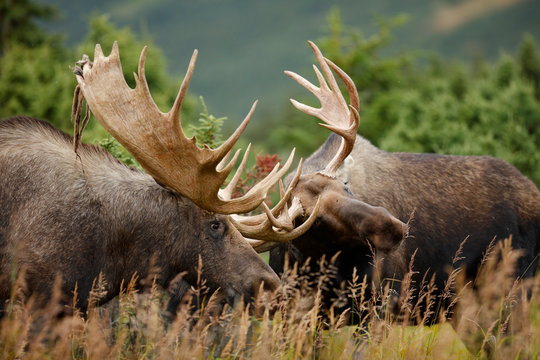 Bull Moose Sparing
