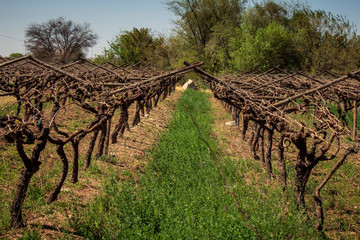 Fototapeta premium South African Vineyard in Northern Cape. Vineyard rows Wallpaper