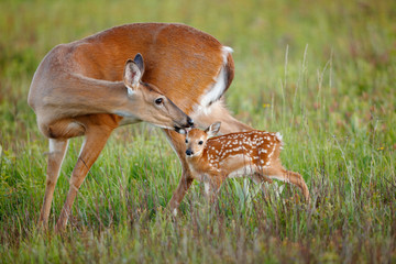 White-tailed deer with Fawn