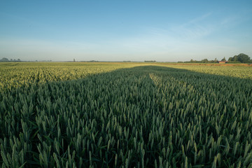 green corn field