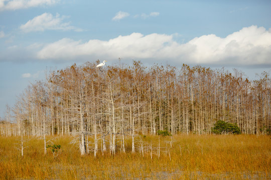 Great Egret
