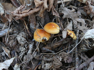 mushroom in forest