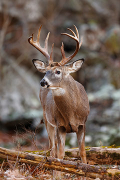 White-tailed Deer