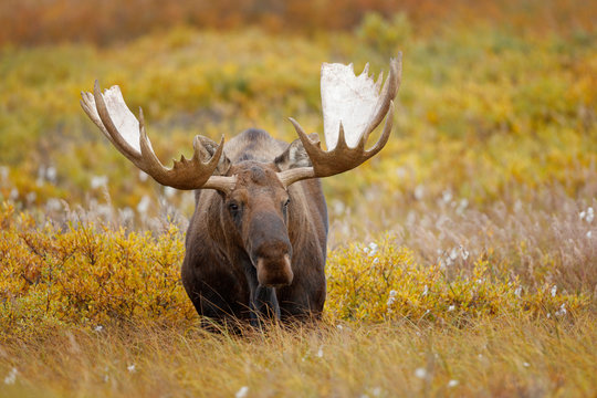 Bull Moose