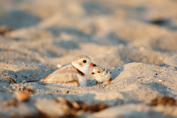 Piping Plover